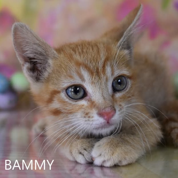 Bammy - Domestic Shorthair