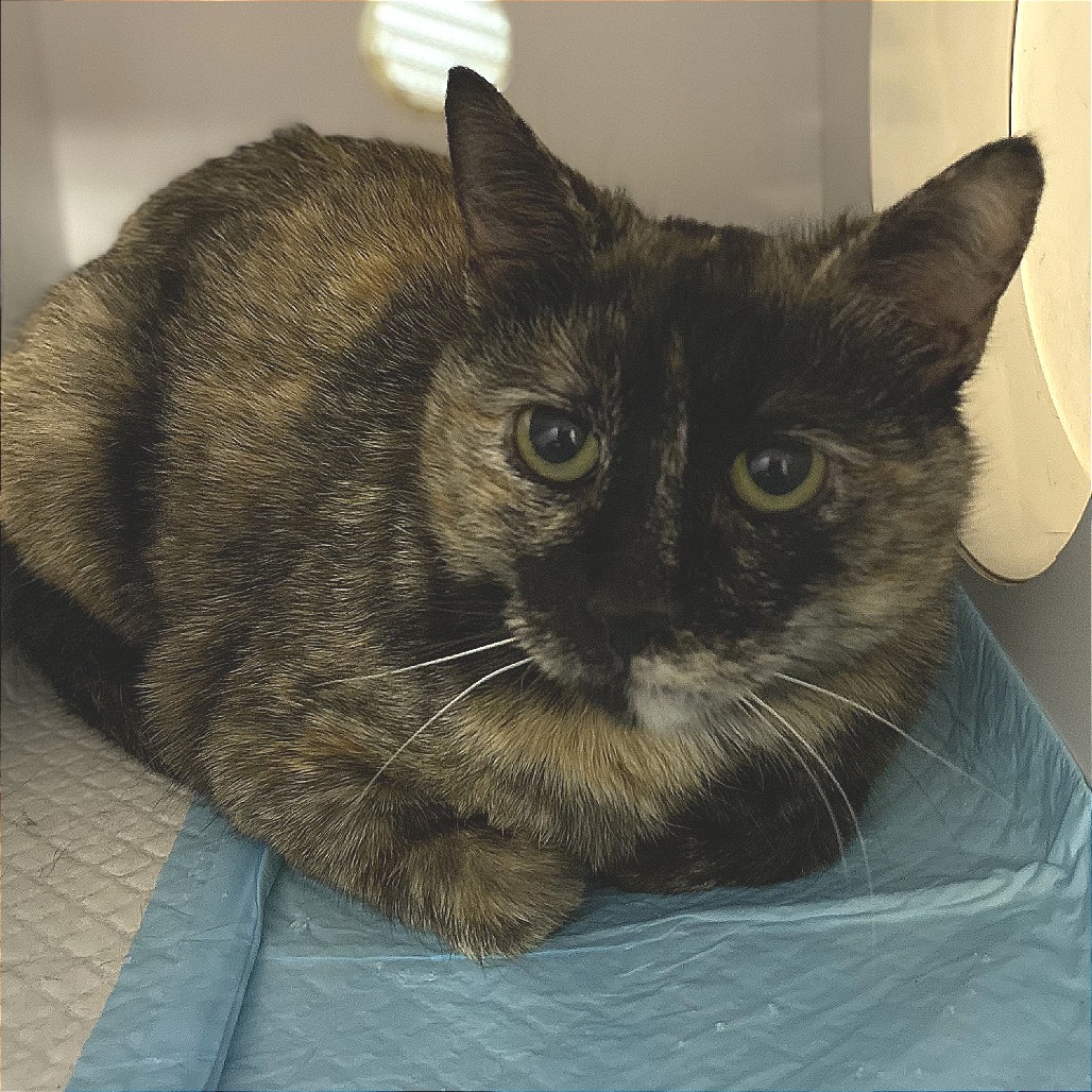 Joanna - Domestic Shorthair
