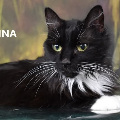 Sabrina - Domestic Longhair