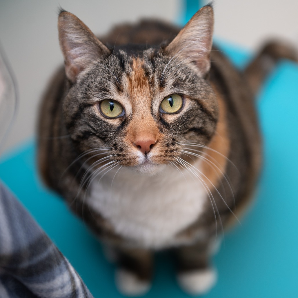 Boots - Domestic Shorthair