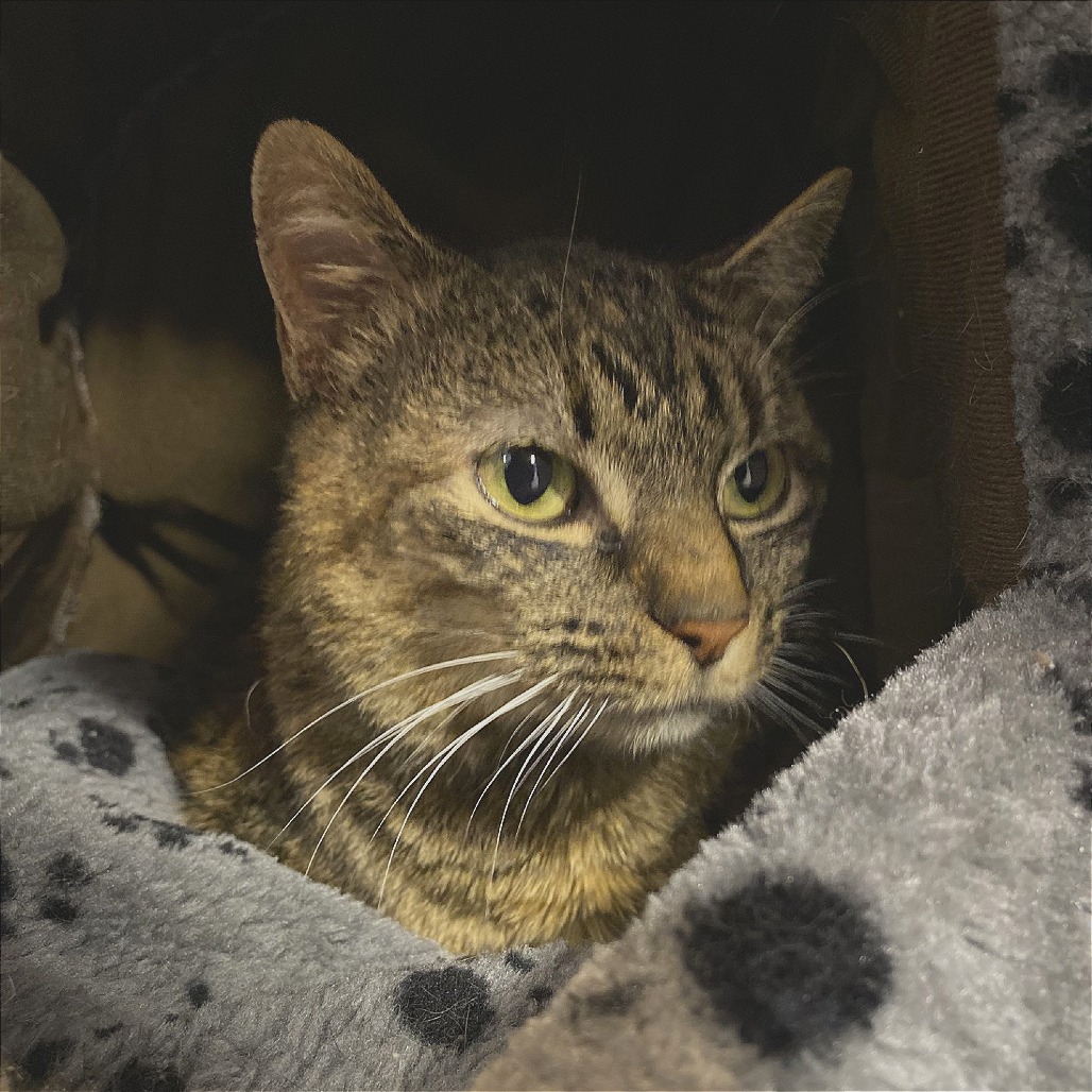 Mango - Domestic Shorthair