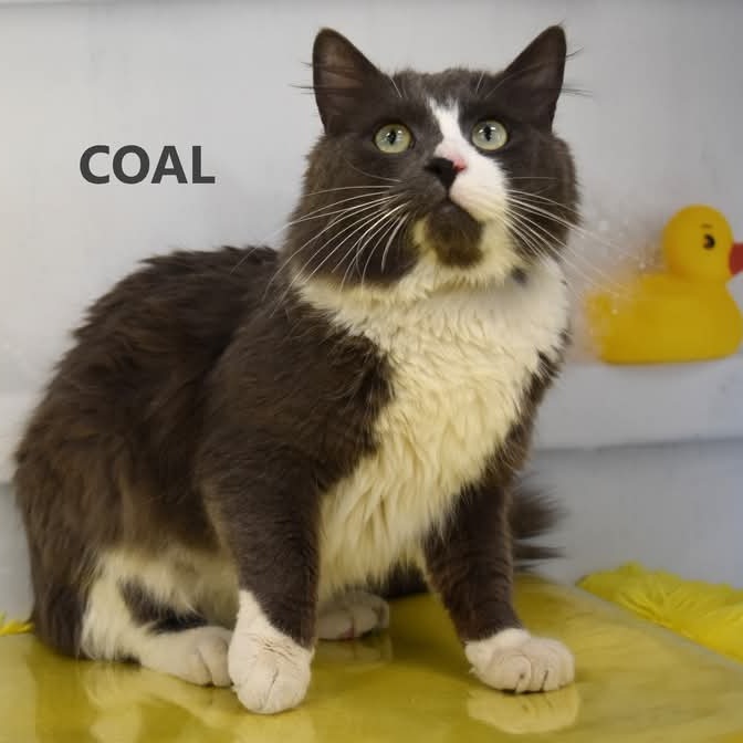 Coal - Domestic Longhair