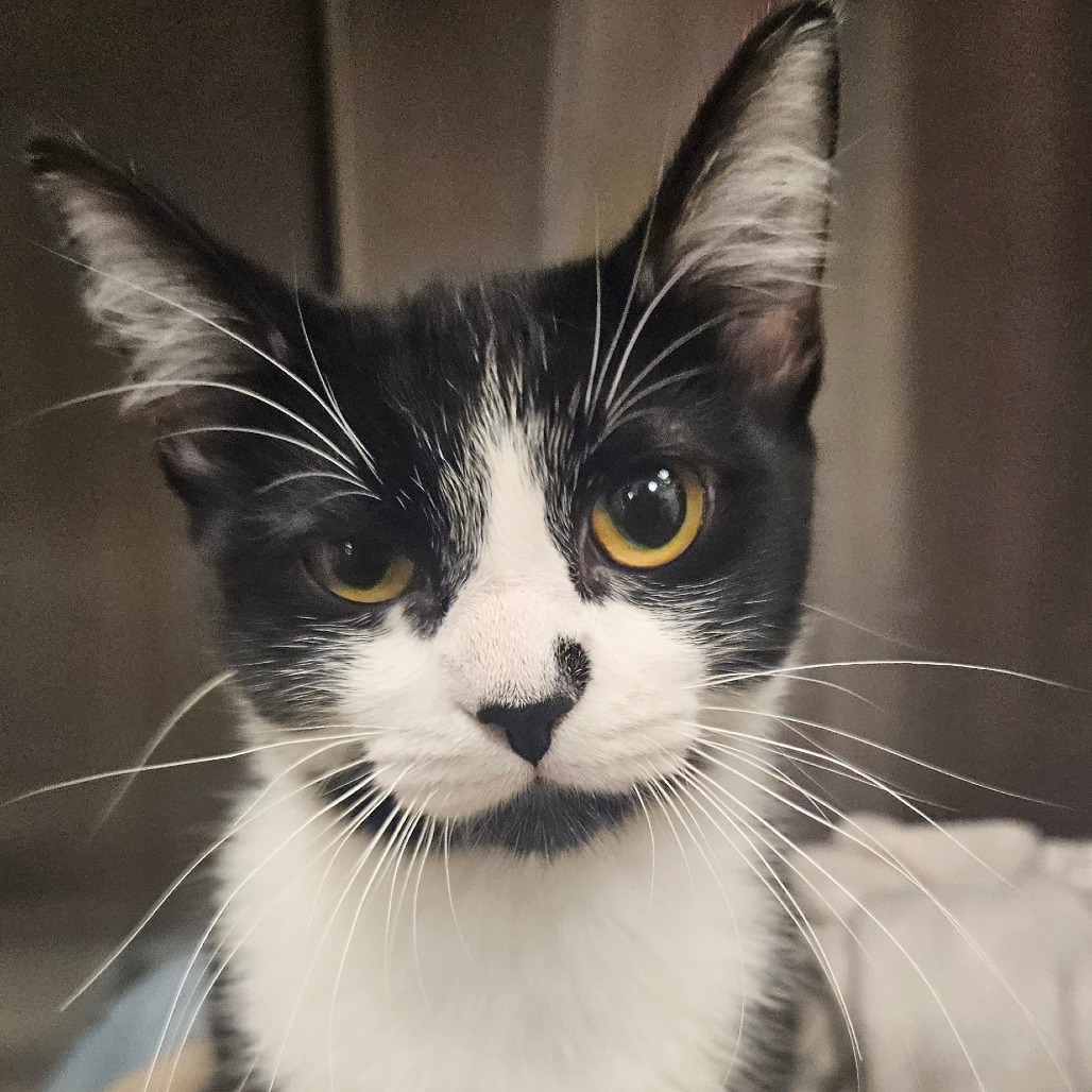 Louise - Domestic Shorthair