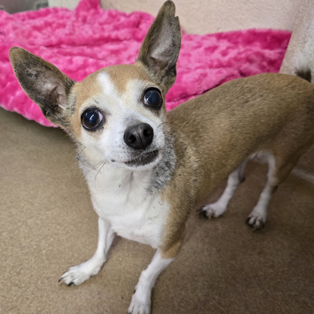 Chi Chi - Chihuahua