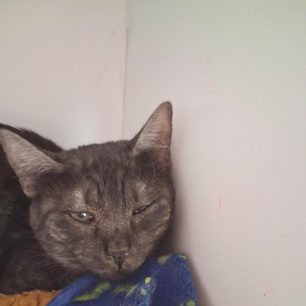 Prima - Domestic Shorthair