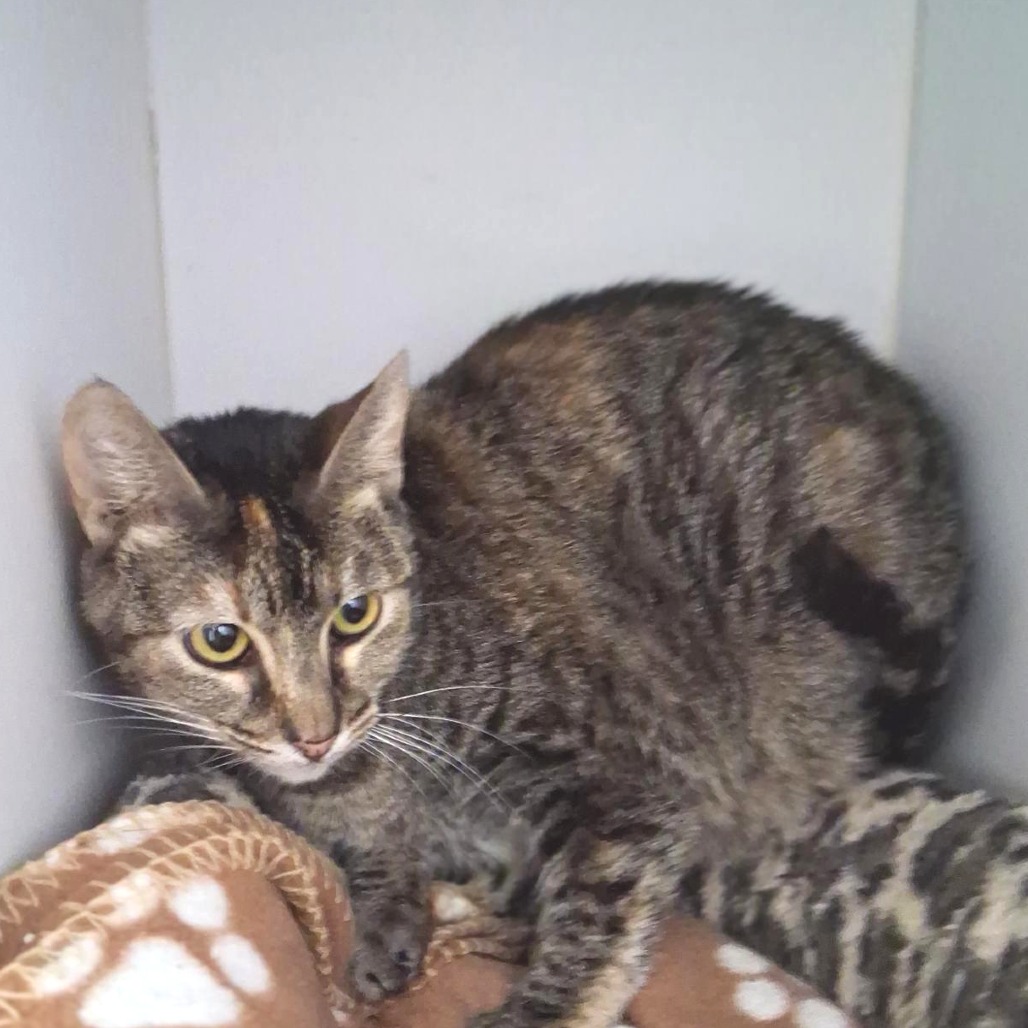 Esabella - Domestic Shorthair