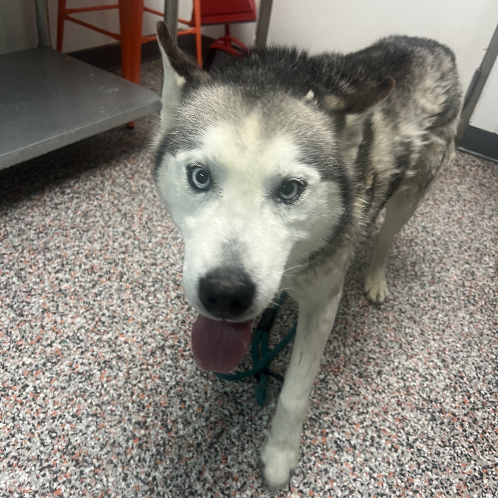 Franklin - Mixed Breed (Medium)/Husky, Alaskan