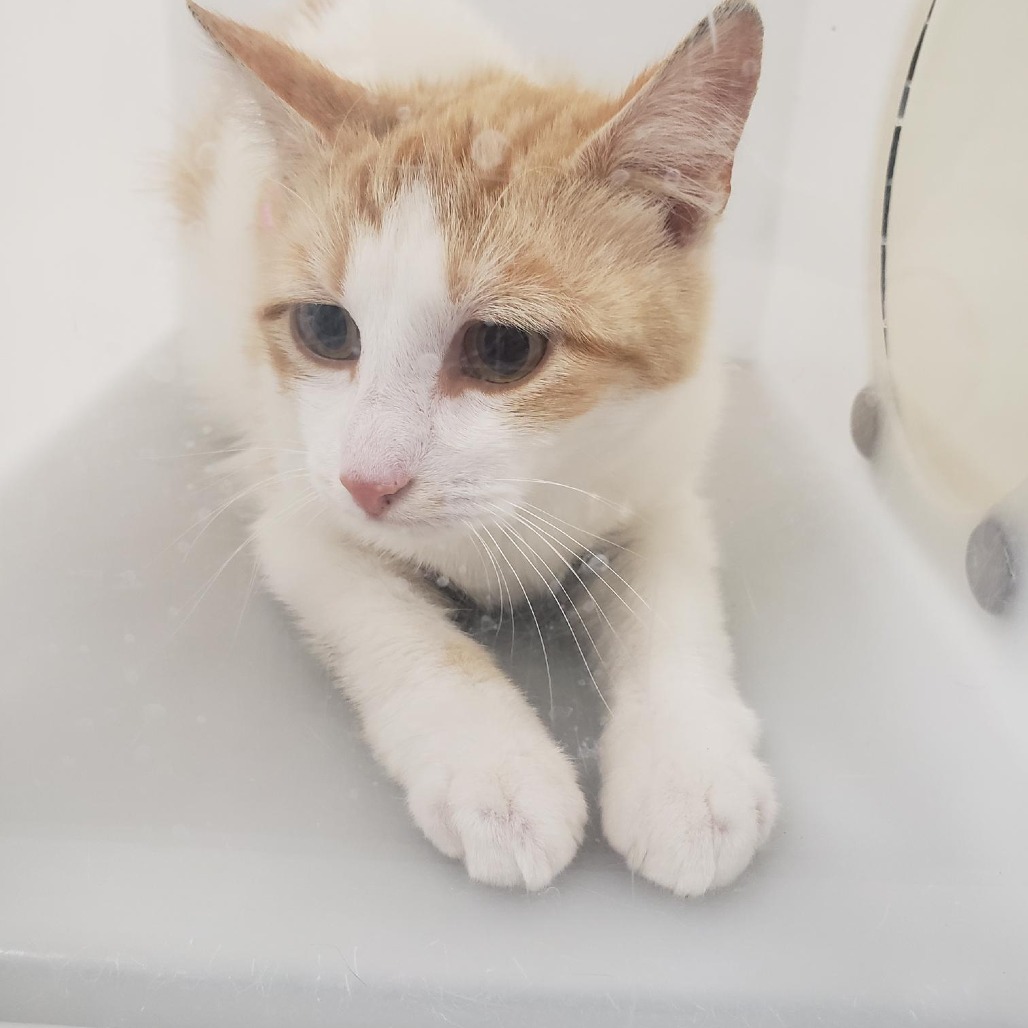 Lentil - Domestic Shorthair