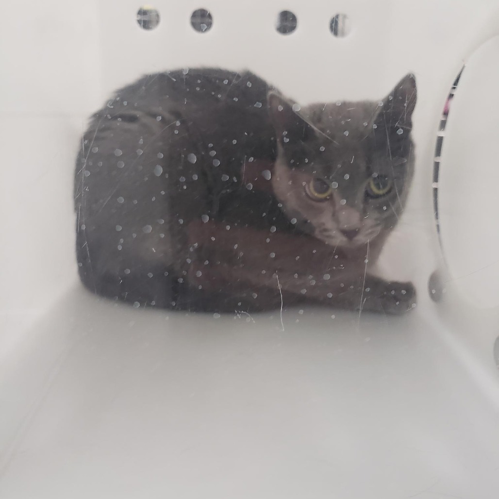 Garbanzo - Domestic Shorthair