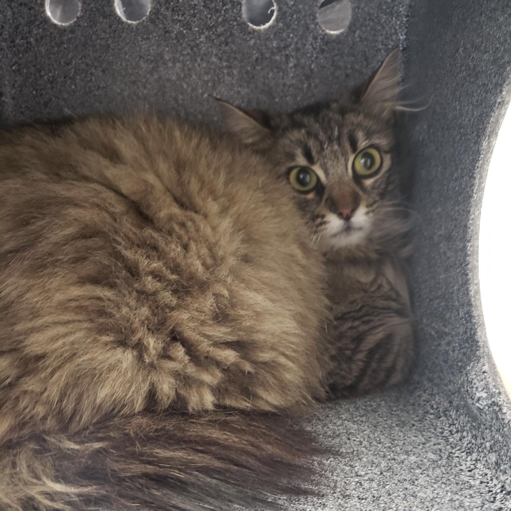 Fava - Domestic Longhair