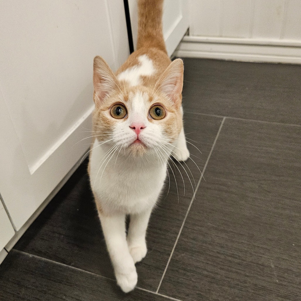 Conifer - Domestic Shorthair