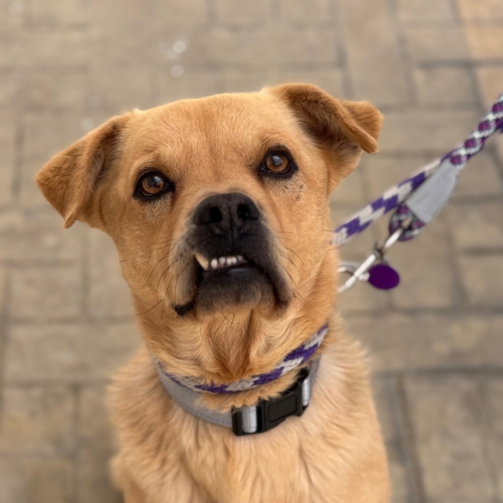 Ginkgo - Retriever, Labrador/Mix