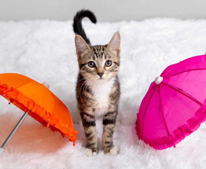 Kitten with Umbrellas
