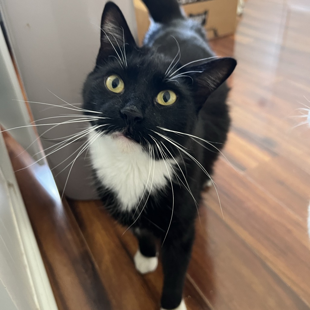 Horton - Domestic Shorthair
