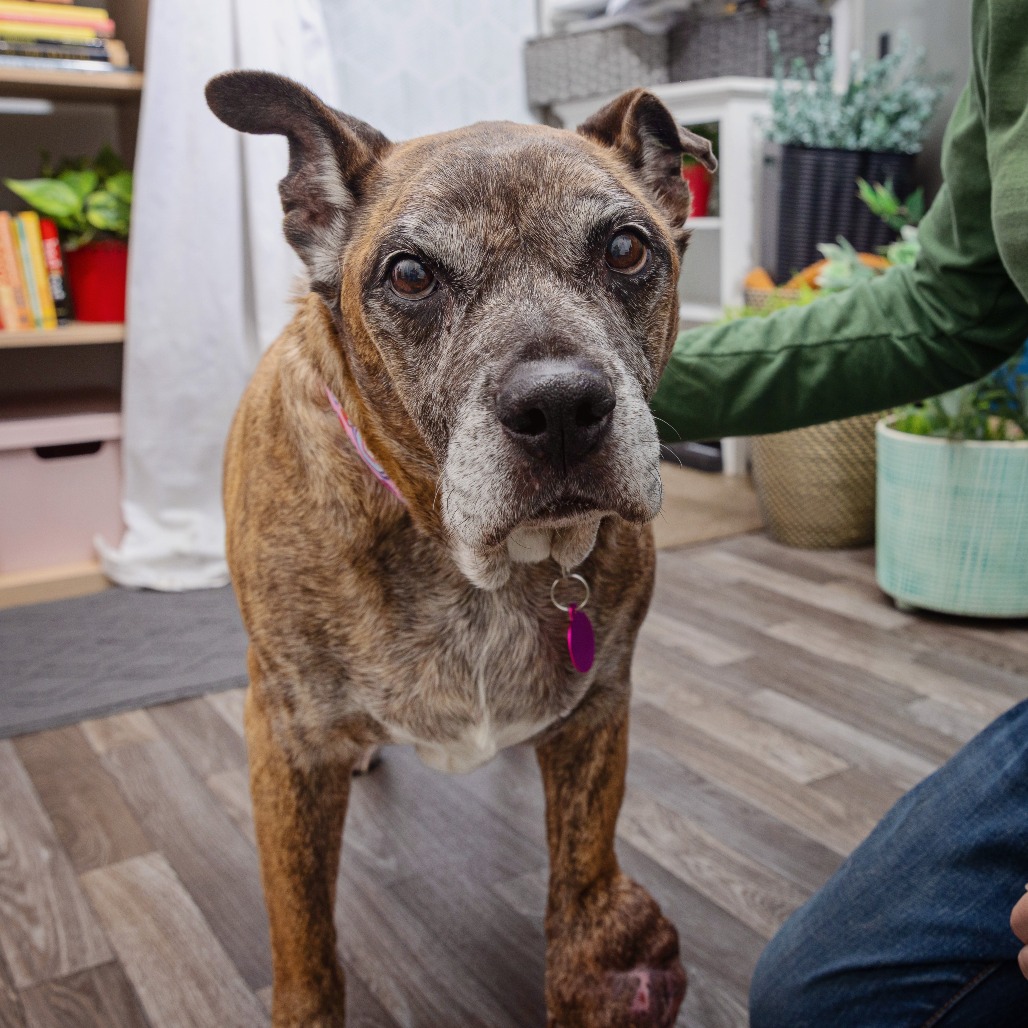Mocha - Mastiff/Terrier, American Staffordshire
