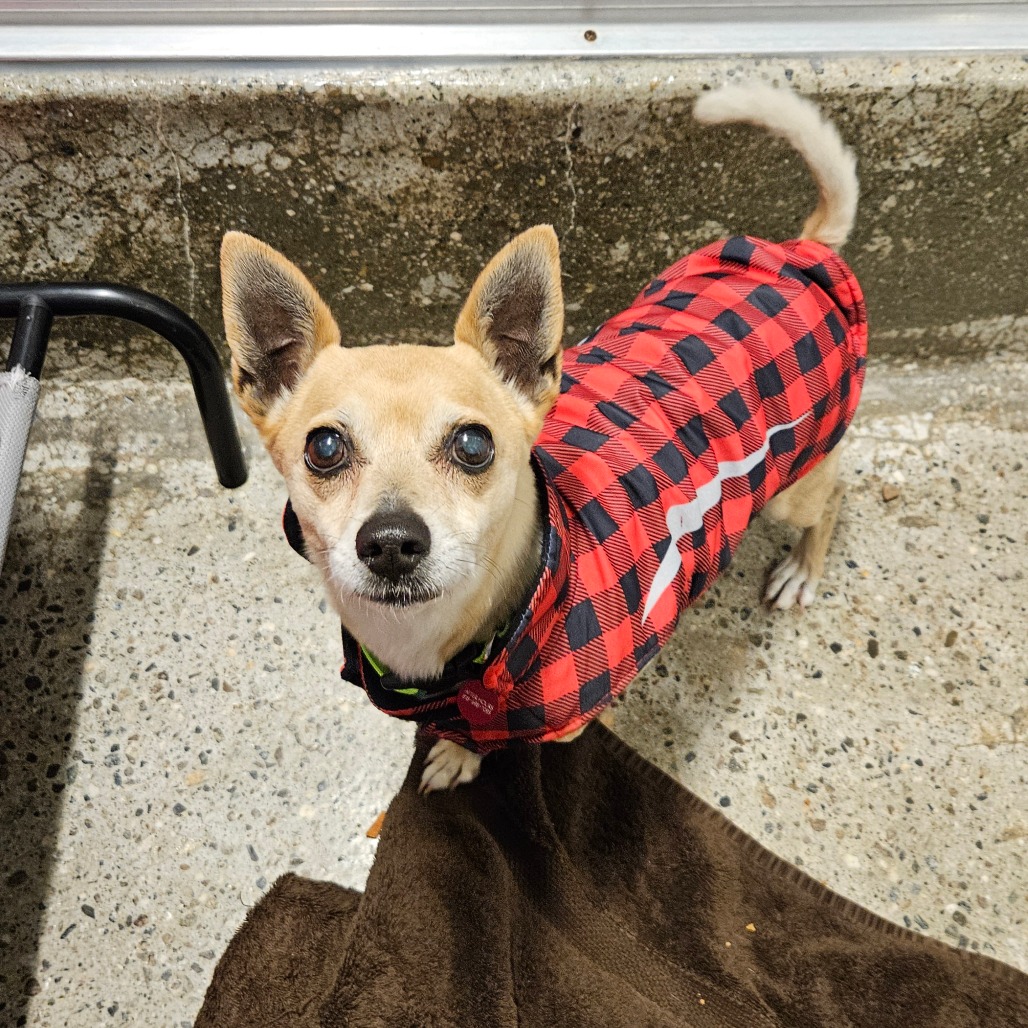 Ray - Chihuahua, Short Coat/Mix