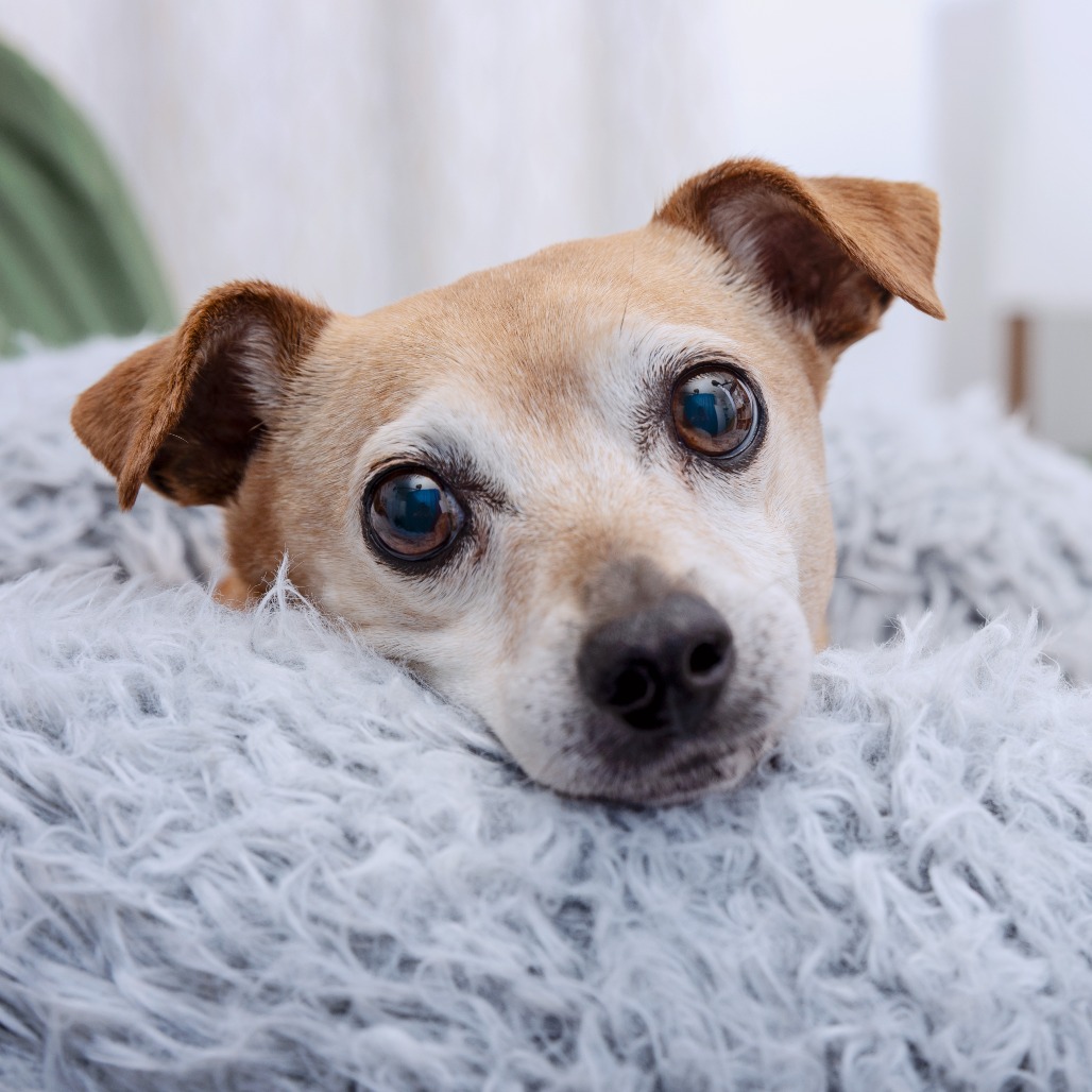 Princess - Chihuahua, Short Coat/Mix