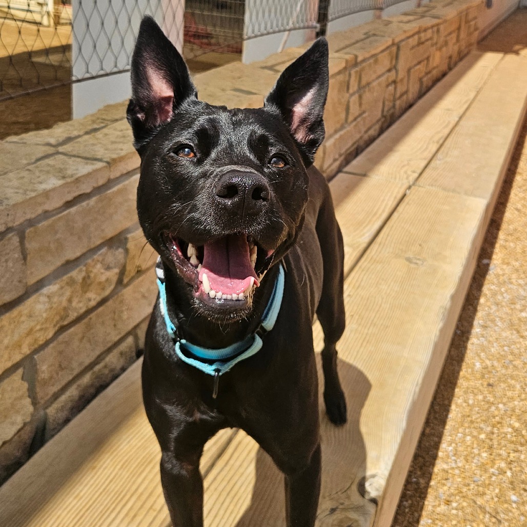 Bella - Mixed Breed (Small)