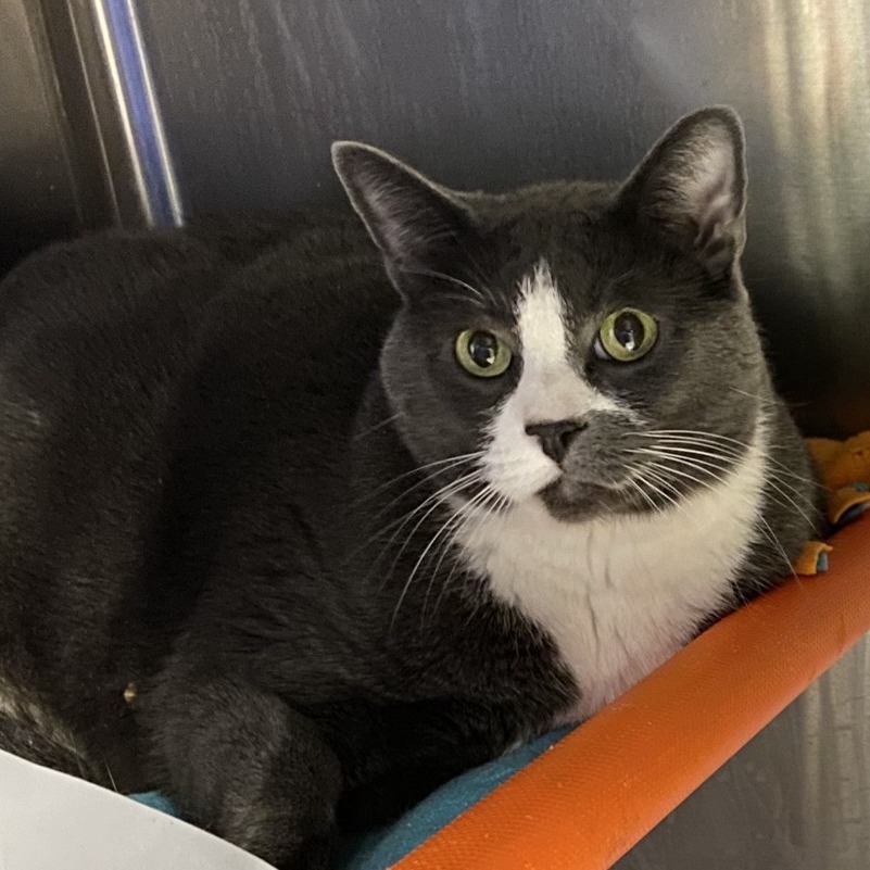 Dr. Watson - Domestic Shorthair