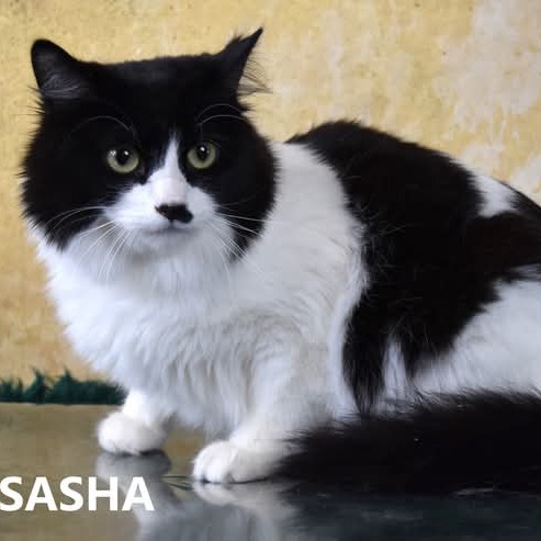 Sweetums - Domestic Shorthair