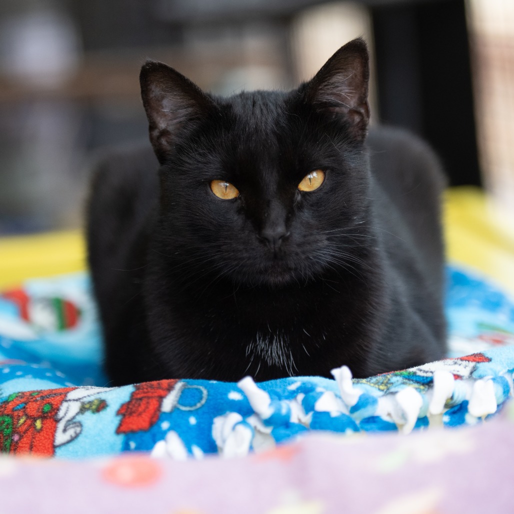 Dracula - Domestic Shorthair