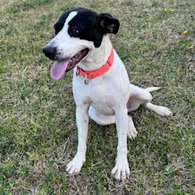 Yelena - Mixed Breed (Medium)