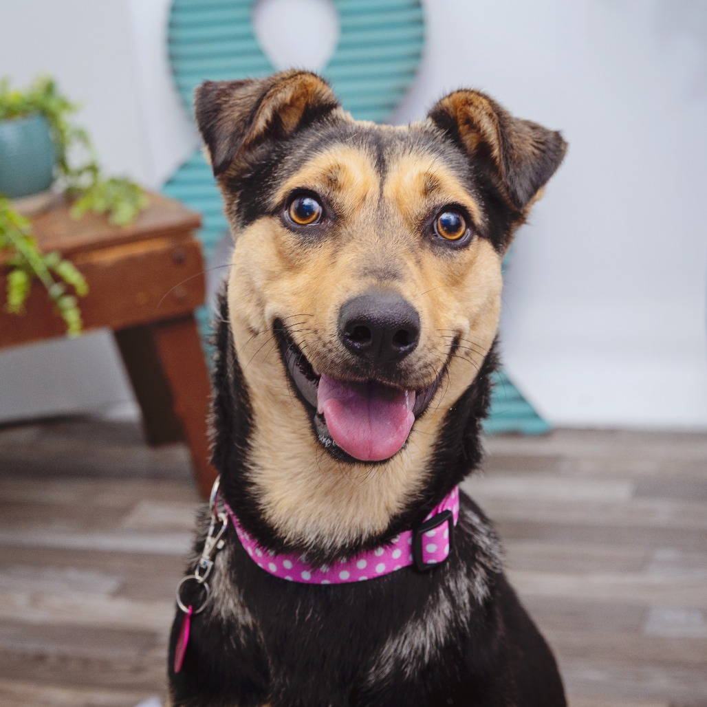 Sweet Acacia - Shepherd, German