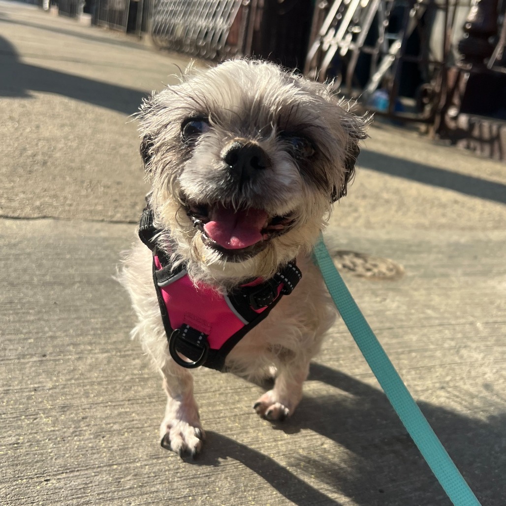 Princesa - Shih Tzu