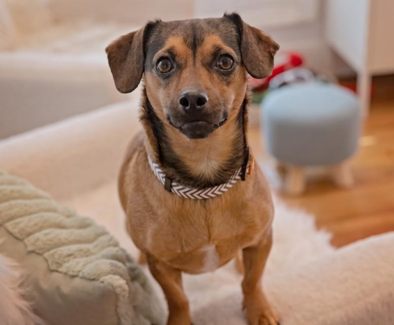 Small brown dog on a chair