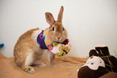 Marilyn Bunroe after her surgery wearing an e-collar
