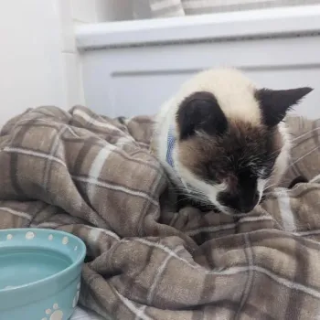 Spartacus the cat