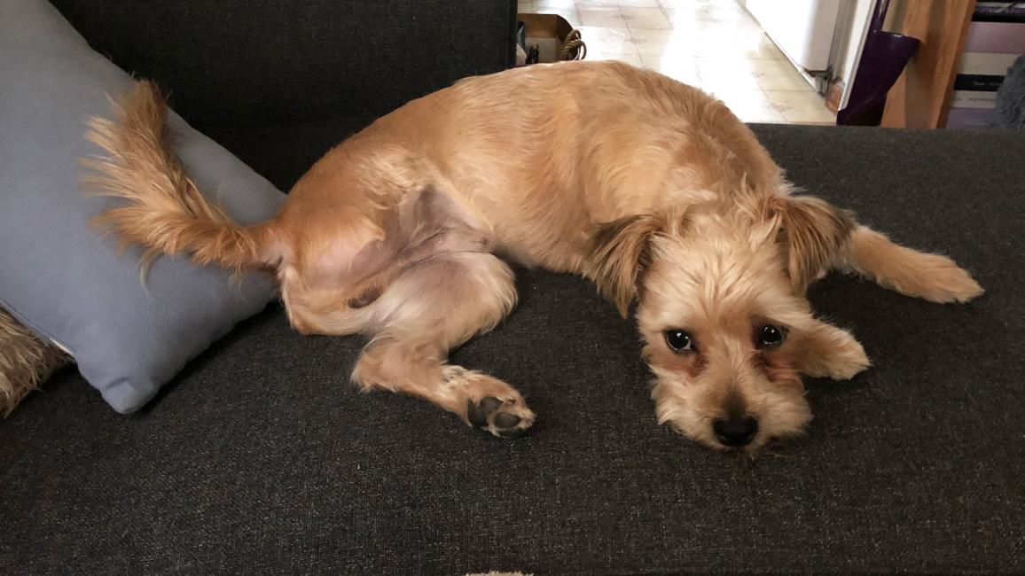 Rico, a three-legged dog lying down on a couch