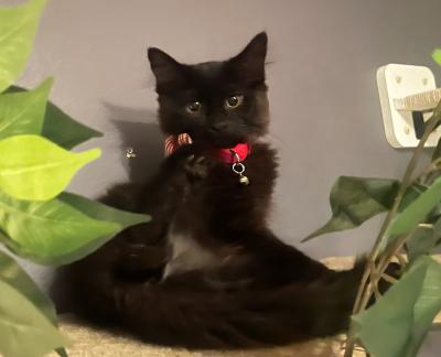 Kala the kitten wearing a red collar between some plants