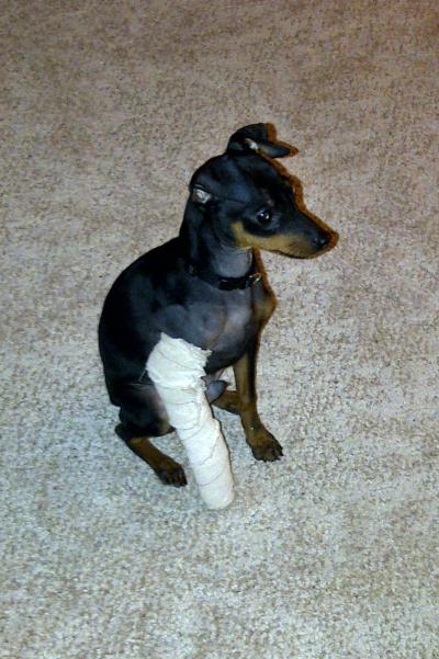 Samson the min pin dog with a cast on his broken leg