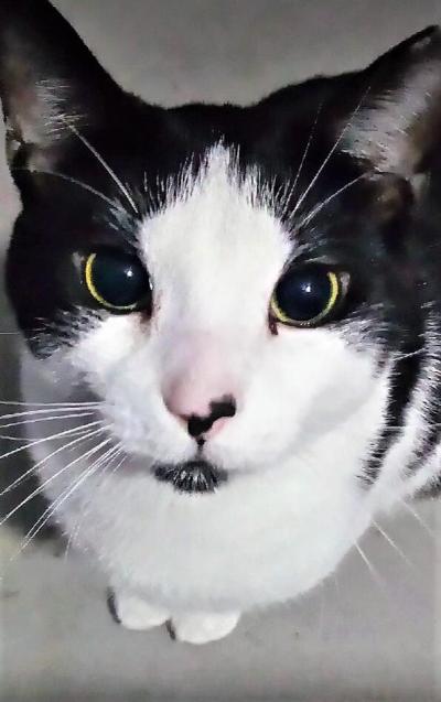 Marty the black and white cat