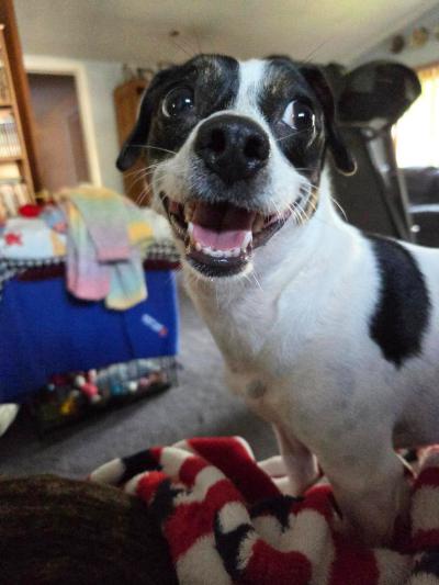 Casey the dog smiling