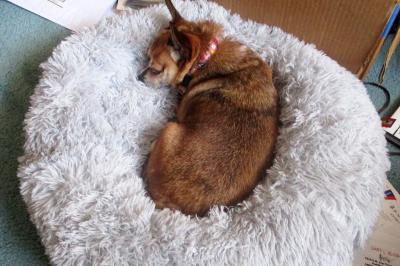 The Chihuahau-corgi mix who Gary Slusher adopted sleeping on a fluffy dog bed