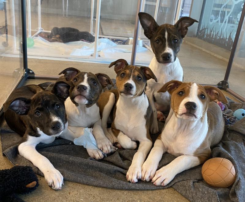 A group of five adorable puppies