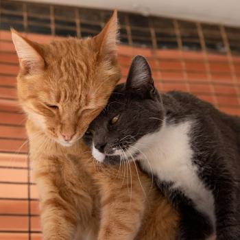 Two cats cuddling