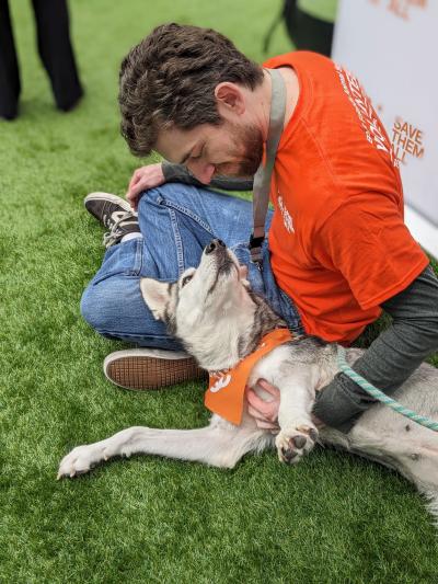 Volunteer with a husky wearing a bandanna lying in the grass