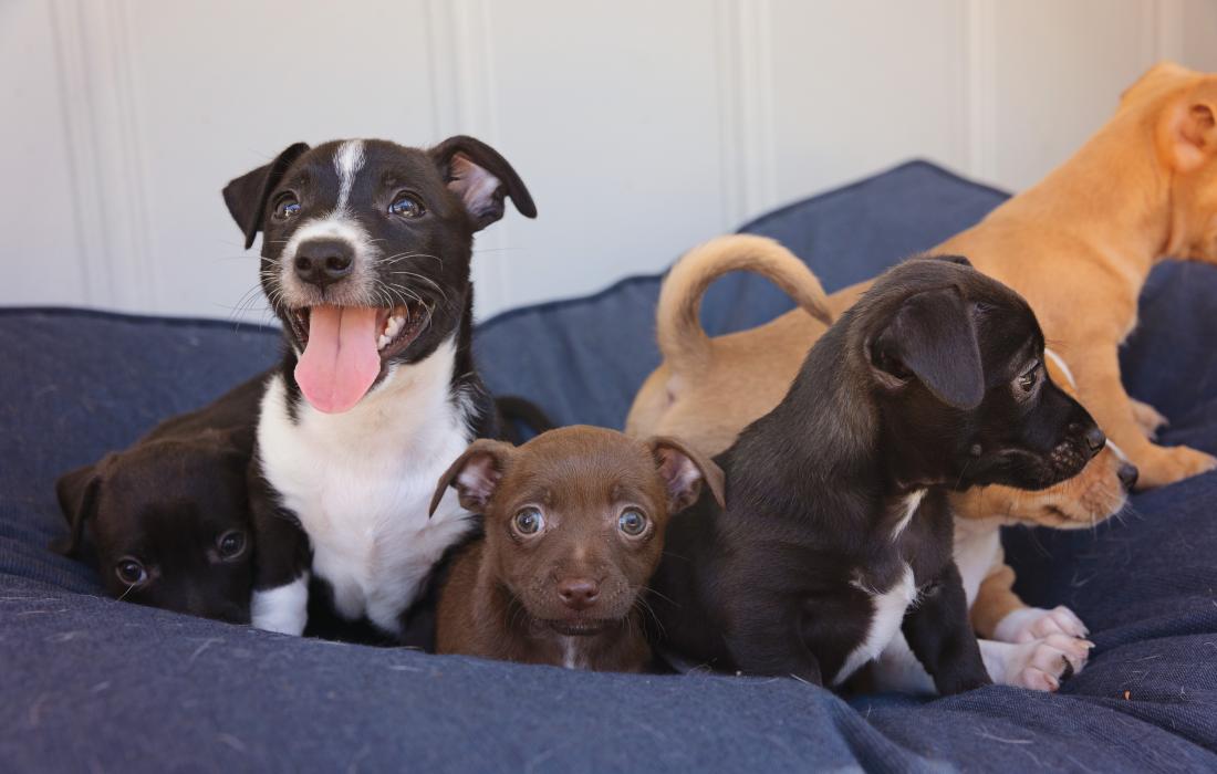 Dogs and puppies 