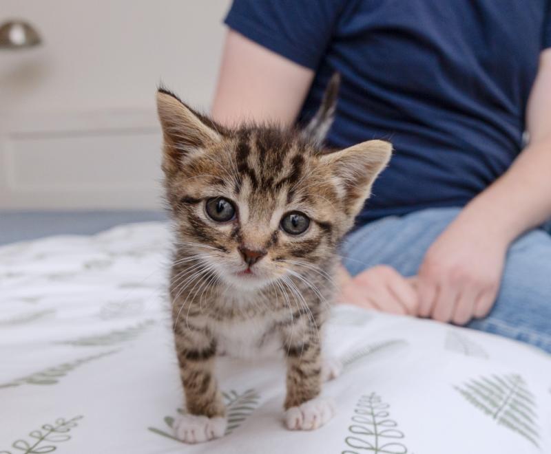 Small tabby kitten with a person sitting behind her