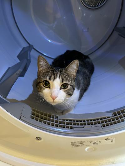 Newman the cat in the dryer