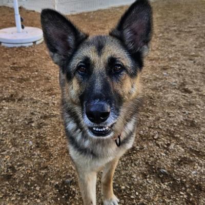 Nala the dog