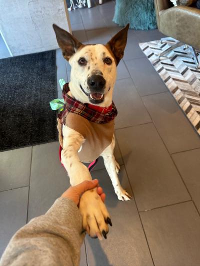 Person's hand holding a dog's paw