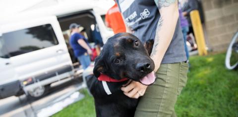 black dog standing in person&#039;s arms
