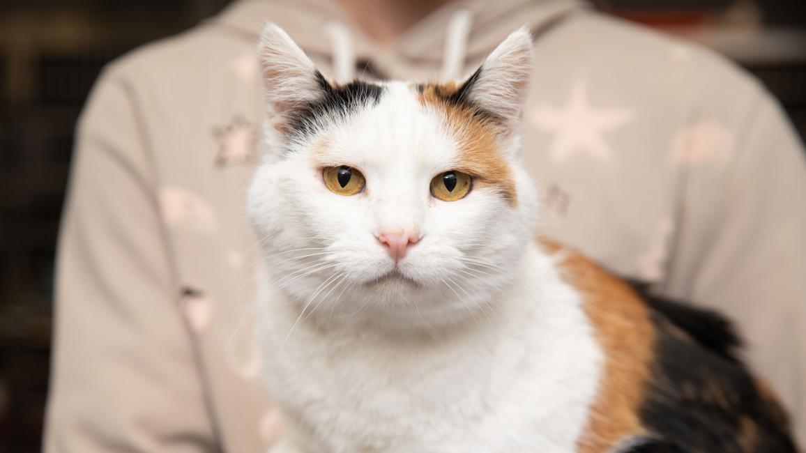 Person holding a calico cat