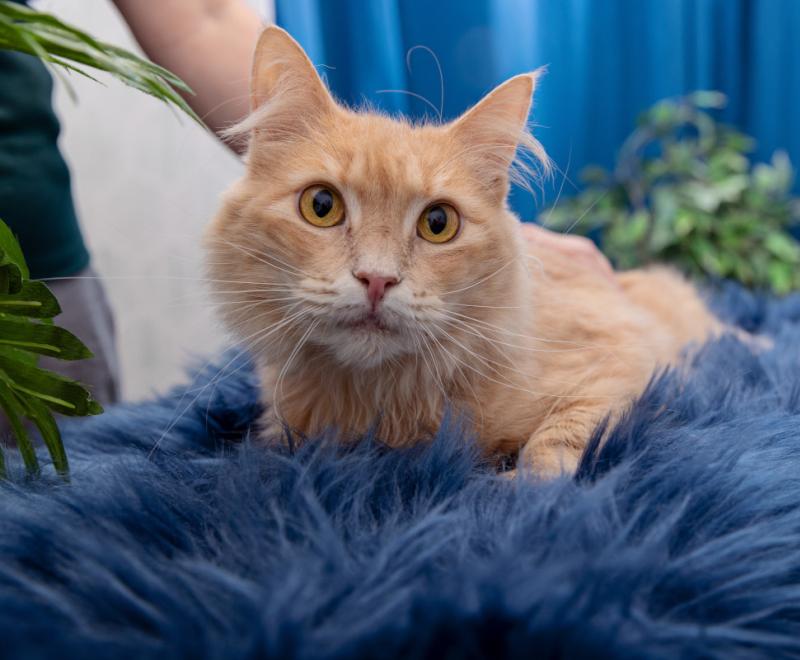 Person petting an orange cat on a blue fluffy bed