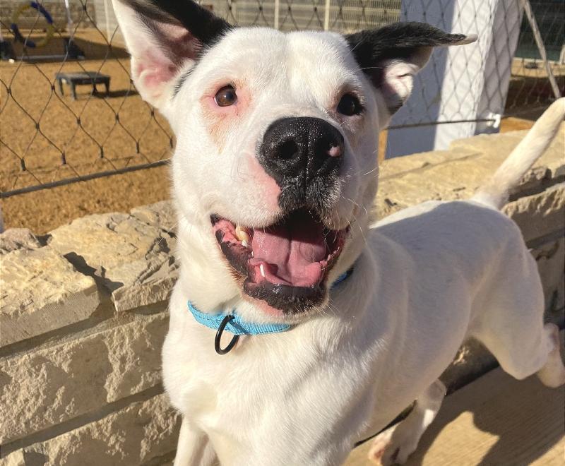 A smiling white dog with black ears