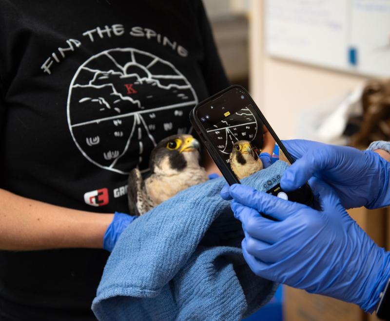 Person taking a photo of the peregrine falcon with a cell phone